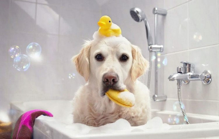 Dctr.Go Шампунь-бальзам для животных Sнampoo Therapy "Мультиуход" 1000 ml во Владимире